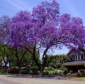 JacarandaMimosifolia01.jpg
