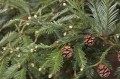 SequoiaSepervirens04.jpg