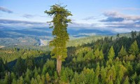 Sequoia Sempervirens
