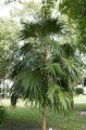 ThrinaxRadiata02.jpg