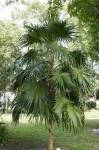 Thrinax Radiata 