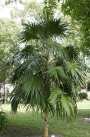 Thrinax Radiata 