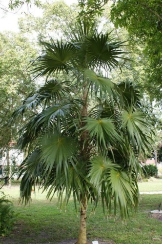 ThrinaxRadiata02.jpg