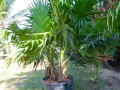 ThrinaxRadiata03.jpg