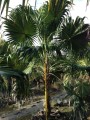 ThrinaxRadiata04.jpg