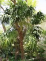 ThrinaxRadiata07.jpg