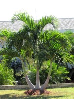Adonidia Merrillii