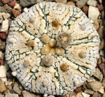 Astrophytum Sp.Superkabuto