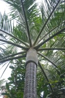 Dypsis Carlsmithii