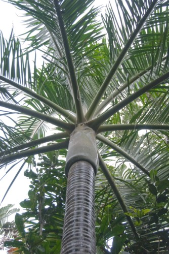 DypsisCarlsmithii03.jpg
