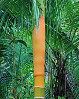 Dypsis Pilulifera