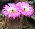 EchinocereusRigi07.jpg