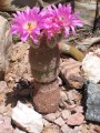 EchinocereusRigi02.jpg