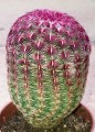 EchinocereusRigi03.jpg