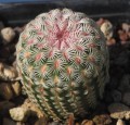 EchinocereusRigi05.jpg