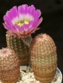 EchinocereusRigi06.jpg