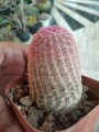 EchinocereusRigi08.jpg