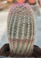 EchinocereusRigi09.jpg