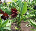 Ensete Lecongkietii01.jpg