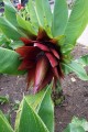 Ensete Lecongkietii02.jpg