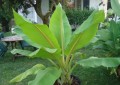 Ensete Lecongkietii03.jpg