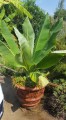 Ensete Lecongkietii04.jpg