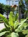 Ensete Lecongkietii05.jpg