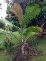 HeterospatheBarfodii01.jpg