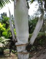 HeterospatheBarfodii02.jpg