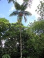 HeterospatheBarfodii03.jpg