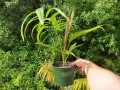 HeterospatheBarfodii04.jpg
