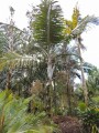 HeterospatheBarfodii05.jpg