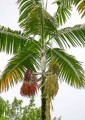 HeterospatheBarfodii06.jpg