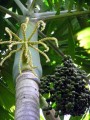 IriarteaDeltoidea03.jpg