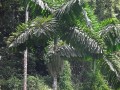 IriarteaDeltoidea04.jpg