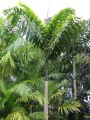 IriarteaDeltoidea05.jpg