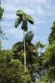 IriarteaDeltoidea06.jpg