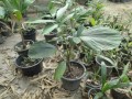 IriarteaDeltoidea07.jpg