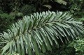 IriarteaDeltoidea08.jpg