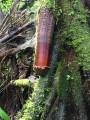 IriarteaDeltoidea09.jpg