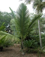 Kentiopsis Oliviformis 