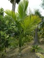 KentiopsisOliviformis05.jpg