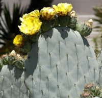 Opuntia Robusta Durango
