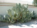 OpuntiaRobustaDurango05.jpg