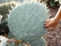 OpuntiaRobustaDurango07.jpg
