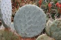 OpuntiaRobustaDurango02.jpg