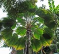 PritchardiaPacifica03.jpg