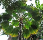 Pritchardia Pacifica 