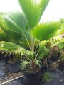 PritchardiaPacifica01.jpg