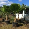 PritchardiaPacifica05.jpg